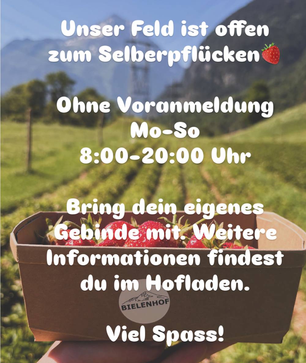 Erdbeeren,Bielenhof,Selberpflücken